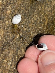 Echinolittorina modesta