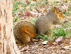Sciurus niger