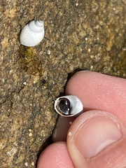 Echinolittorina modesta