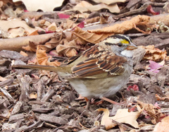 Zonotrichia albicollis