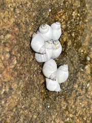 Echinolittorina modesta