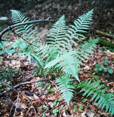 Dryopteris filix-mas