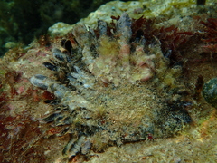 Spondylus