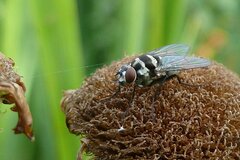 Limnophora obsignata