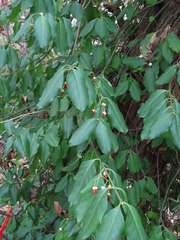 Euonymus fortunei