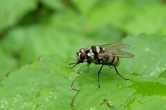 Limnophora obsignata