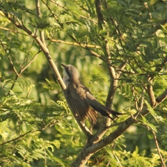 Coccyzus melacoryphus