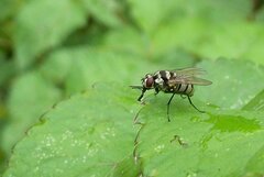 Limnophora obsignata