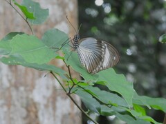 Papilio dardanus