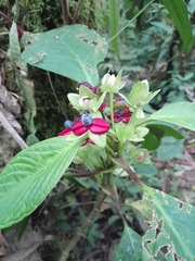 Drymonia brochidodroma