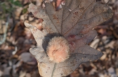 Druon quercusflocci