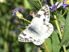 Pontia protodice