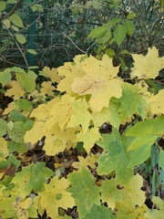 Acer platanoides