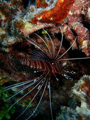 Pterois