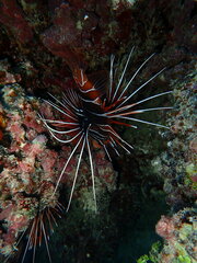 Pterois