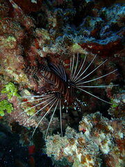 Pterois