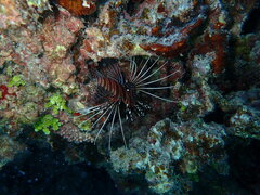 Pterois