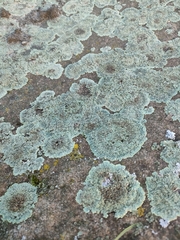 Protoparmeliopsis muralis