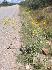 Hymenothrix wislizeni