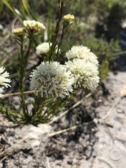 Agathosma bifida