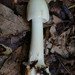 Amanita brunnescens pallida - Photo (c) tombigelow, some rights reserved (CC BY-NC), uploaded by tombigelow
