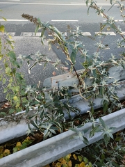 Buddleja davidii