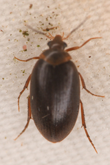 Euscaphurus