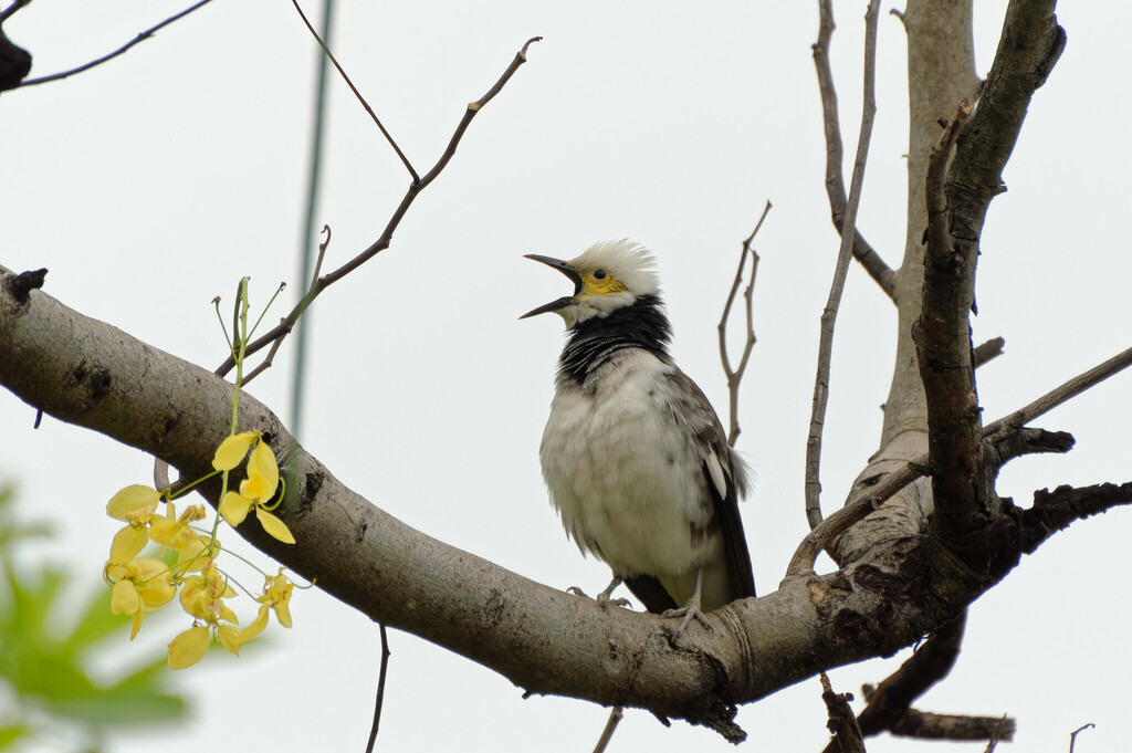 Black-collared Starling