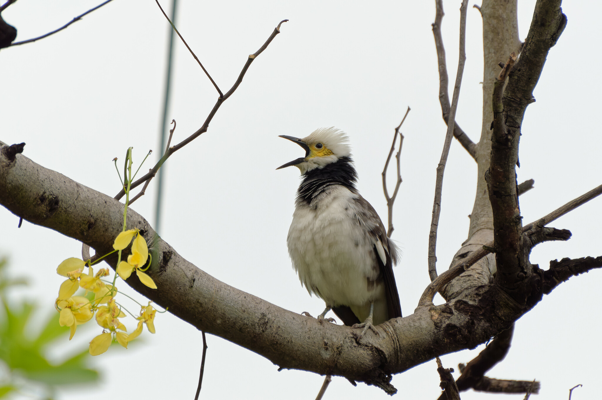 Black-collared Starling (Gracupica nigricollis)