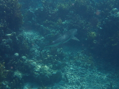 Carcharhinus melanopterus