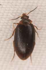 Euscaphurus