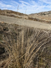 Thinopyrum obtusiflorum