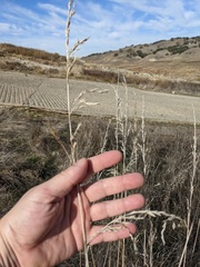 Thinopyrum obtusiflorum