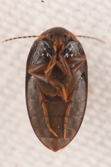 Euscaphurus