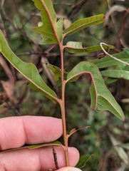 Quercus lyrata