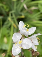 Libertia chilensis