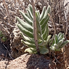 Nepeta teydea image