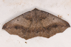 Prochoerodes forficaria