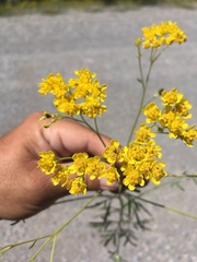 Hymenothrix wislizeni