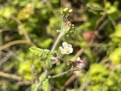 Cardiospermum corindum