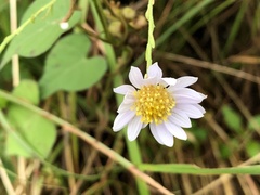 Aster shimadae