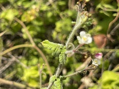 Cardiospermum corindum