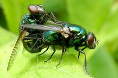 Neomyia viridescens