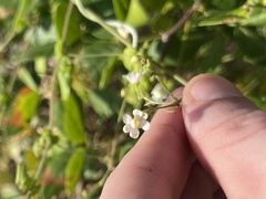 Cardiospermum corindum