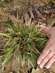 Dichanthelium laxiflorum