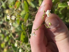 Cardiospermum corindum