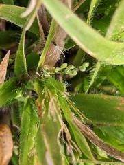 Dichanthelium laxiflorum