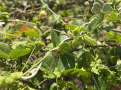 Cardiospermum corindum