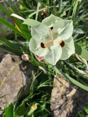 Dietes bicolor