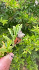 Mastophora gasteracanthoides